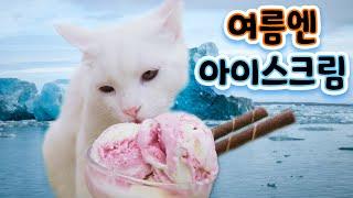 Cats Are Not Allowed to Eat Ice Cream, Because (ENG SUB)