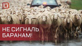 В Дагестане продолжается перегон скота на летние пастбища