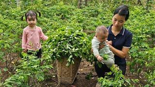 Harvest vegetables shrinkage Goes To The Market Sell - Buy Things & Make A Play Area For Your Baby