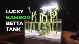 I Made a LUCKY BAMBOO Betta Tank