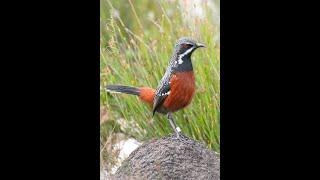 Cape Rockjumpers with Let's Go Birding Tours & Excursions SA