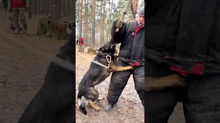 Cool Dagmer! #DOGTRAININGNG German Shepherd Training ARES Ukraine 2025