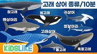 상어[sharks]/고래[whale]/바다공룡 모음집 /10분