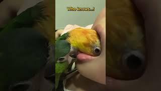 The thirsty birds.