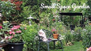 How I Grow Plants In A Small Space | Perennial Flower Tour