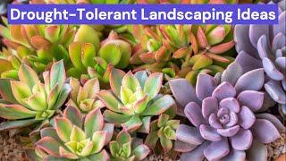 Drought Tolerant Landscaping Ideas