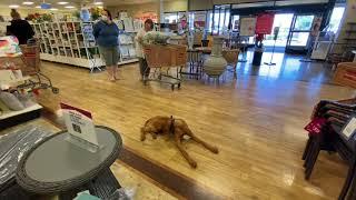 5 Minute Down at HomeGoods | Braxton | Vizsla | Cincinnati Dog Trainers Off Leash K9