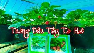 Các Loại Dâu Tây Chịu Nhiệt Hiện Nay Và Cách Gieo Dâu Tây Từ Hạt Giống | Phúc Phan Farm