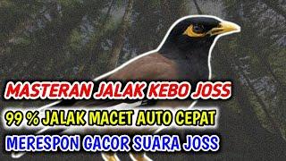 Masteran Suara Burung Jalak Kebo Jos !!!