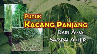 CARA TANAM KACANG PANJANG AGAR BERBUAH LEBAT