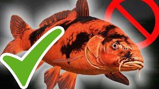 Neuer Kupfersee GUT oder Schlecht ? | Russian Fishing 4