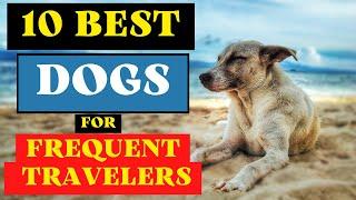 10 Best Low-Maintenance Dog Breeds for Frequent Travelers