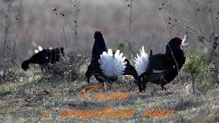 Съемка с тетеревиного тока / Black Grouse / Lyrurus tetrix L.