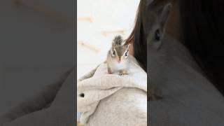 しまりす赤ちゃん、はじめてのパーカーで遊ぶ（ころん）#chipmunk #baby