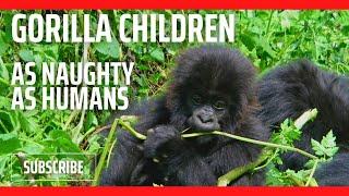 Enchanting Gorilla family behaving like humans from the Big Daddy down to a toddler. A joy to watch.