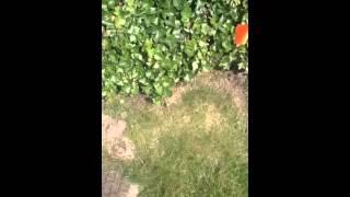 Vole control removal auburn hills mi 248-882-2473