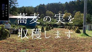 蕎麦の実　収穫　[ buckwheat crop ]