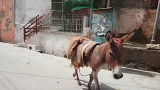 jodhpur tour guide blue city