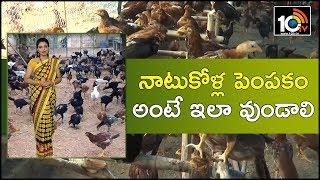 నాటుకోళ్ల పెంపకం అంటే ఇలా వుండాలి | Success Story of Free Range Poultry Farm | Matti Manishi | 10TV