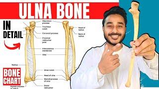 ulna bone anatomy 3d | anatomy of ulna bone attachments anatomy | bones of upper limb