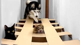 Dogs and Cats Go Through a Maze! My Cat Didn't Want To Leave This One!