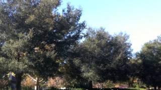 Quercus agrifolia - Coast Live Oak