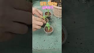 2일동안 말린 제라늄 삽목하기#제라늄가드닝 #제라늄삽목 #삽목