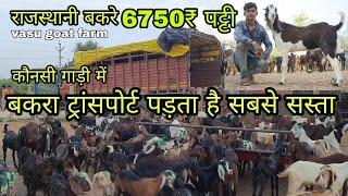 कैसे खरीदें बेस्ट कटिंग गोट कैसे करें सस्ता ट्रांसपोर्ट | vasu goat farm 8824817684 | goat transport