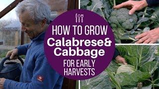 Grow calabrese and cabbage for early harvests, use same method for late cropping too