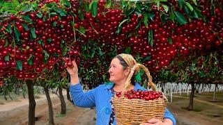 Tons of Ox Heart Grow in This Village and Prepare Jam and Treats That Will Pleasantly Surprise You