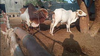 cow meeting village