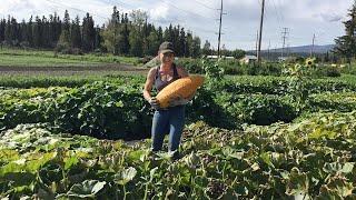 Growing Winter Squash — In the Alaska Garden with Heidi Rader 2024