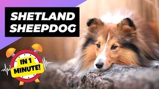 Shetland Sheepdog - In 1 Minute!  One Of The Most Intelligent Dog Breeds In The World