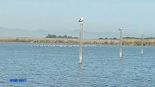 L' Albufera de València 17-3-2024