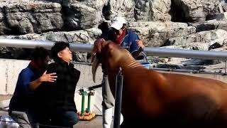 Funny Walrus Forced Kiss a MAN!