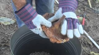 How to remove seeds from a sunflower