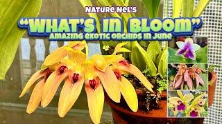 WOW! You won’t believe all the exotic flowers in June. Some first time bloomers must see!
