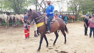 FEIRA DE CAVALOS EM CARUARU PE  25-06-2024  #nordeste