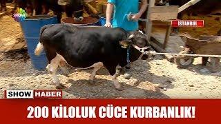 200 kiloluk cüce kurbanlık!