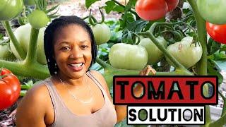 The Tomato Solution Is Right Here||How I Achieve Endless Supply Of Tomatoes 