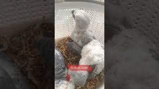 African Grey Parrot Chicks #shorts #africangreyparrots #danishahmedvlogs