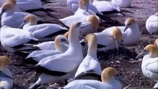 Wildlife
