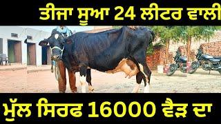 ਤੀਜਾ ਸੂਆ 24 ਲੀਟਰ ਵਾਲੀ, ਮੁੱਲ ਸਿਰਫ 16000 ਵੈੜ ਦਾ #azaddairyfarm #dairy #cows