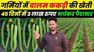 ककड़ी की खेती | kakdi ki kheti kaise karen | Long cucumber farming | तर ककड़ी, सम्पूर्ण जानकारी 2024