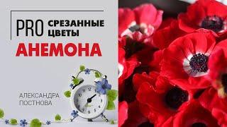 Анемона - любителям полевых маков посвящается | Сезонный цветок в букете