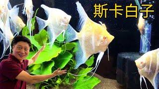 斯卡白子神仙魚 2019觀賞魚博覽會 震珅水族薛瑋均 angel fish Pterophyllum scalare albino aquarium 飼養經驗訪談