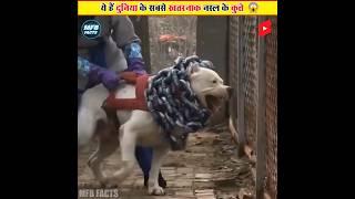 Most Strongest & Dangerous Dog Breeds In The World  दुनिया के सबसे खतरनाक नस्ल के  कुत्ते #shorts