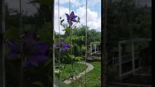 Дача в Германии/ Дрезден##hortensien #hydrangea ##германия #сад #