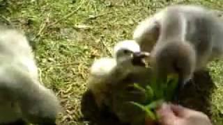 Feeding Black Swan Cygnets (Babies) By Hand