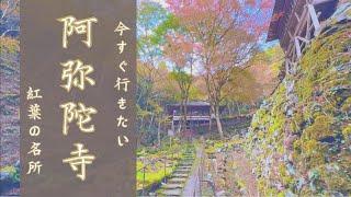 【京都旅】カメラを持って今すぐ行きたい「古知谷 阿弥陀寺」【紅葉の名所】